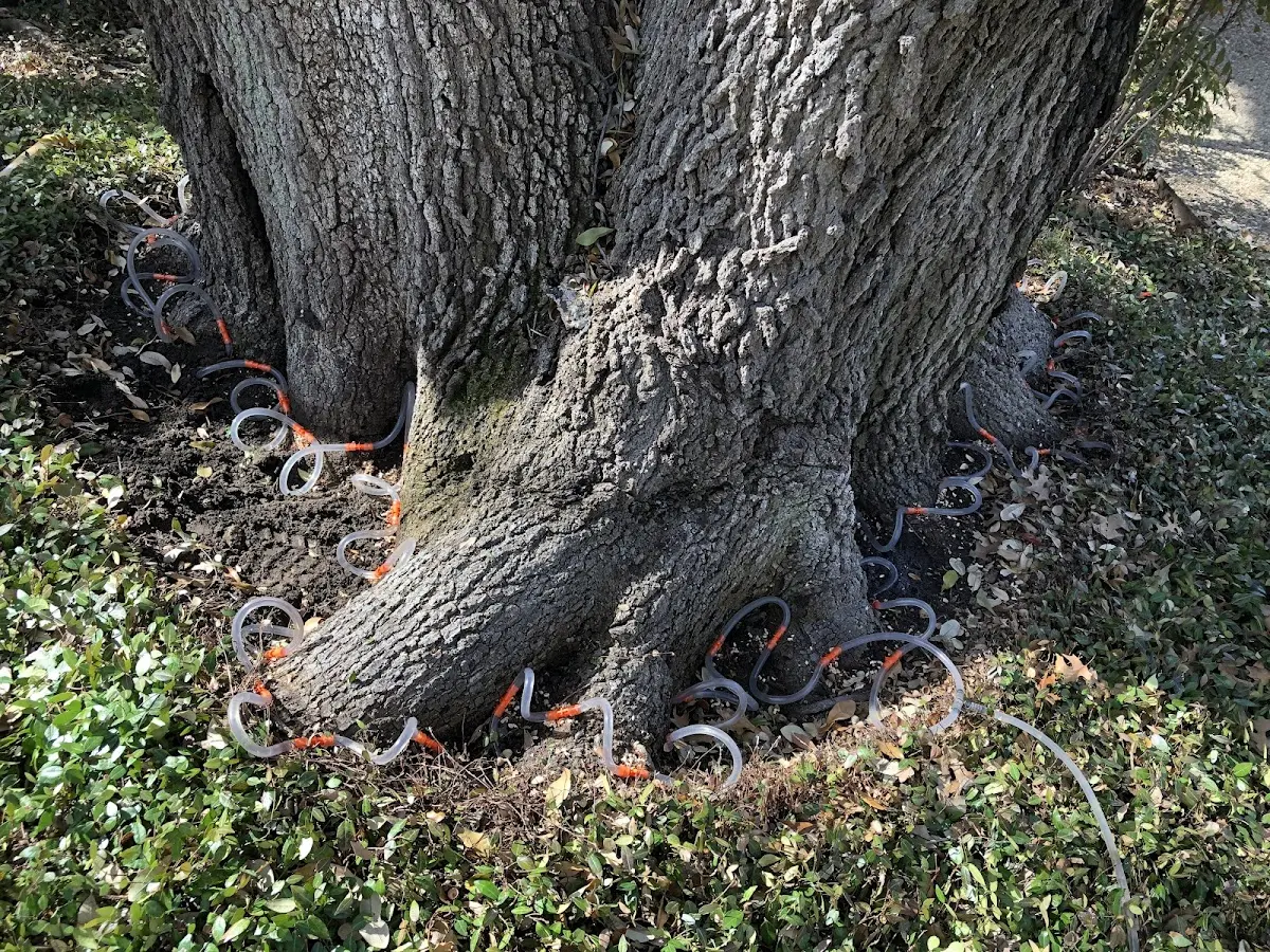 Detailed Tree Cabling and Bracing job site in Log Lane Village
