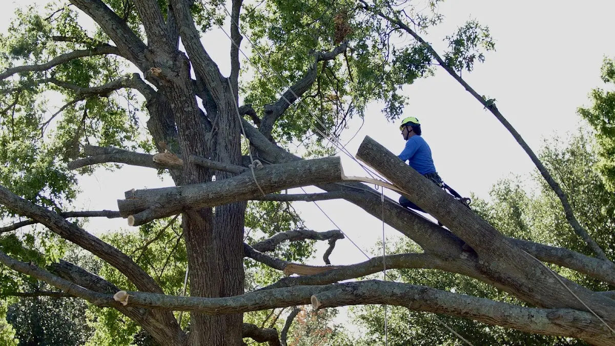 Professional Hazardous Tree Removal performed by certified arborists in Log Lane Village