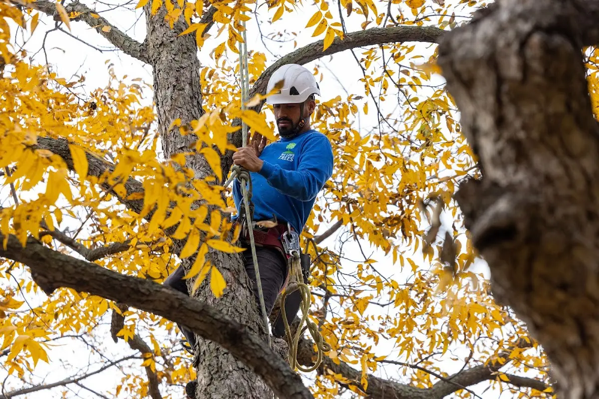 Skilled Tree Pruning crew working in Log Lane Village