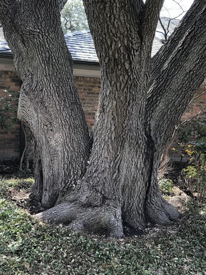 Mature heritage tree close to a Log Lane Village property cared for by certified arborists