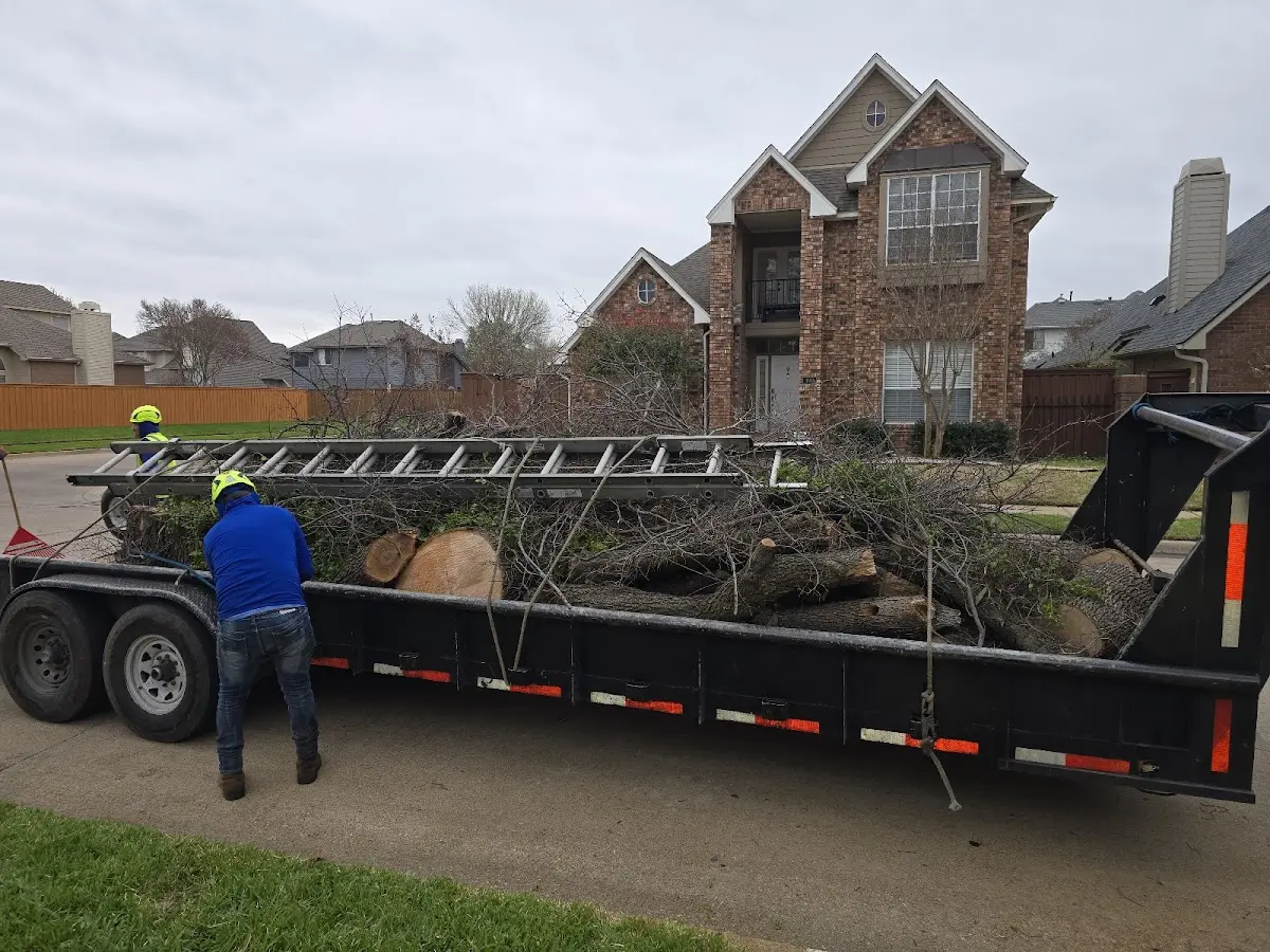 Expert Tree Removal with proper safety equipment in Log Lane Village